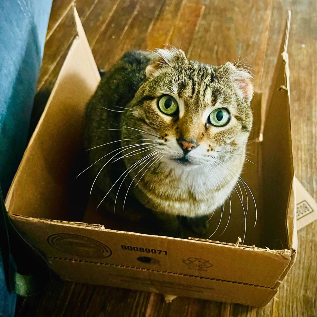 Cat with no ears in cardboard box